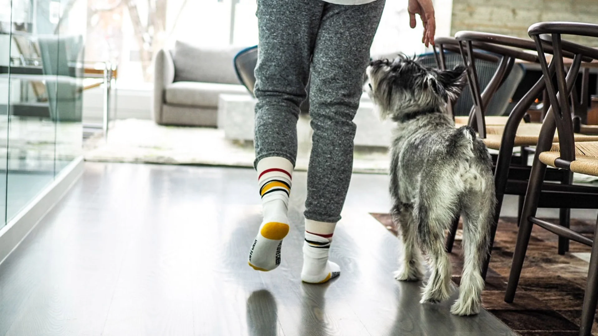 A gray dog walks beside its handler inside a home
