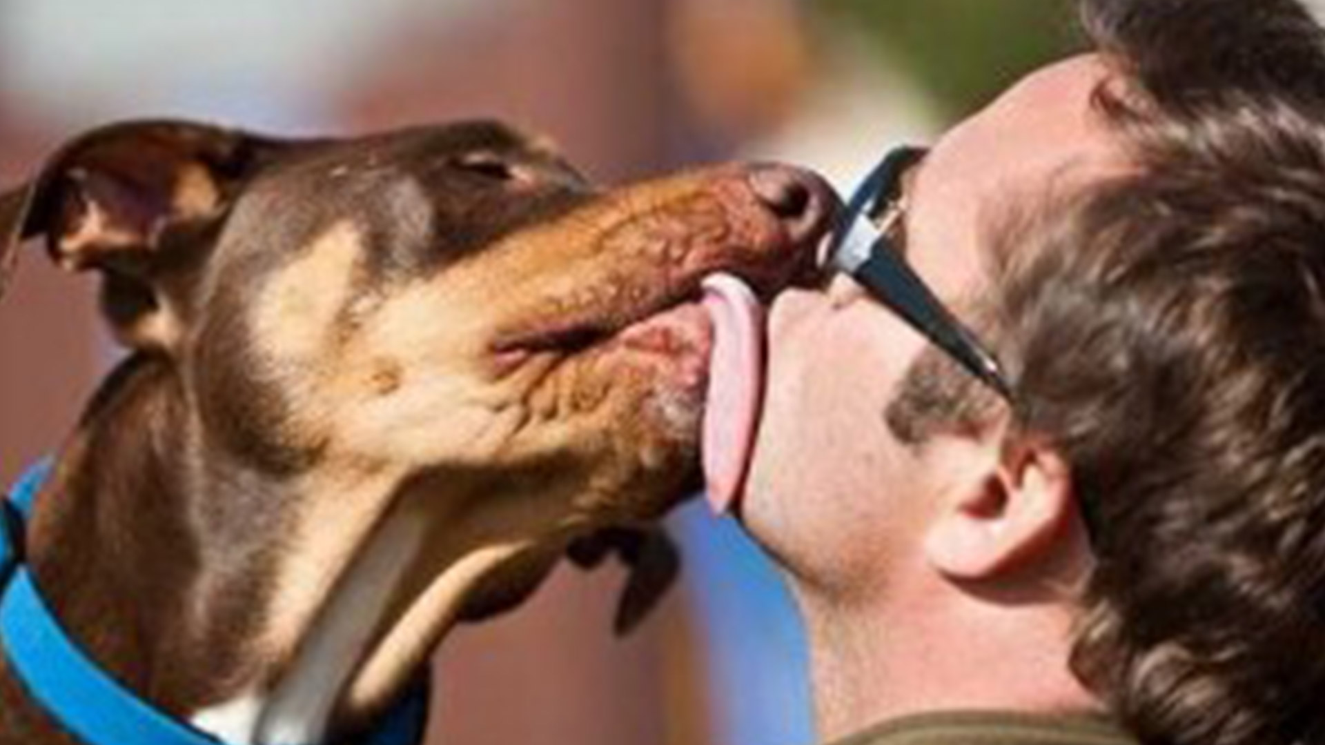 things service dogs in public should and should not do