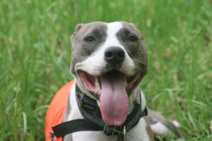 Getting a Service Dog Means Lots of Outdoor Time