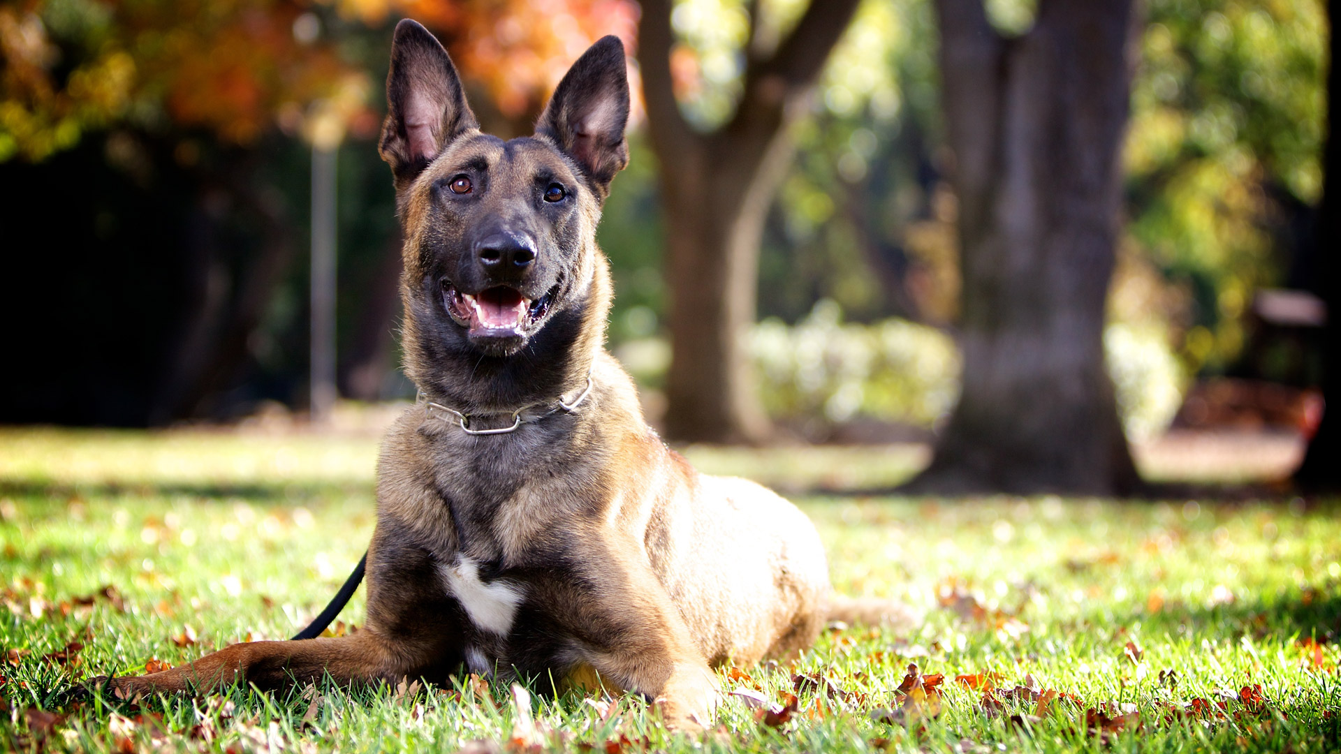 the different types of service dogs Set ground rules for the different types of service animals room may have to be made for comfort and service animals in the workplace allensmith@shrmorg. the different types of service dogs Set ground rules for the different types of service animals room may have to be made for comfort and service animals in the workplace allensmith@shrmorg.