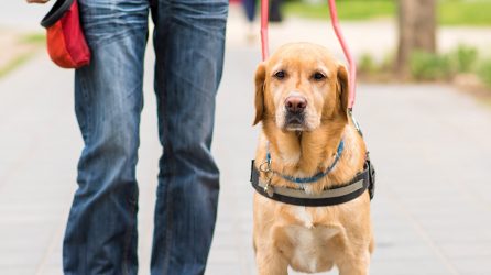 Hearing Dog Training Jobs Hearing Dog Training Jobs