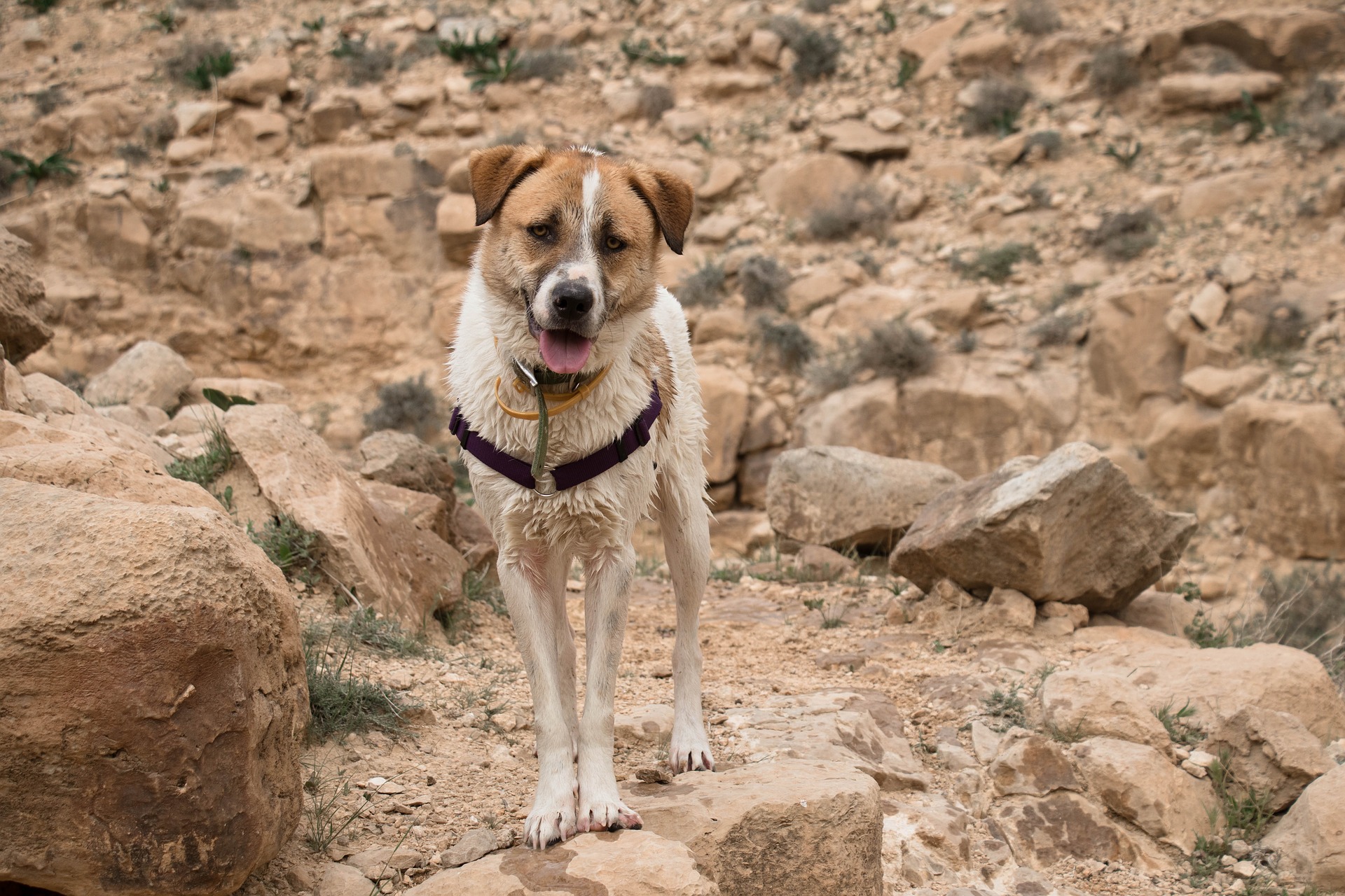 Can Dogs Be A Tax Deduction Can Dogs Be A Tax Deduction