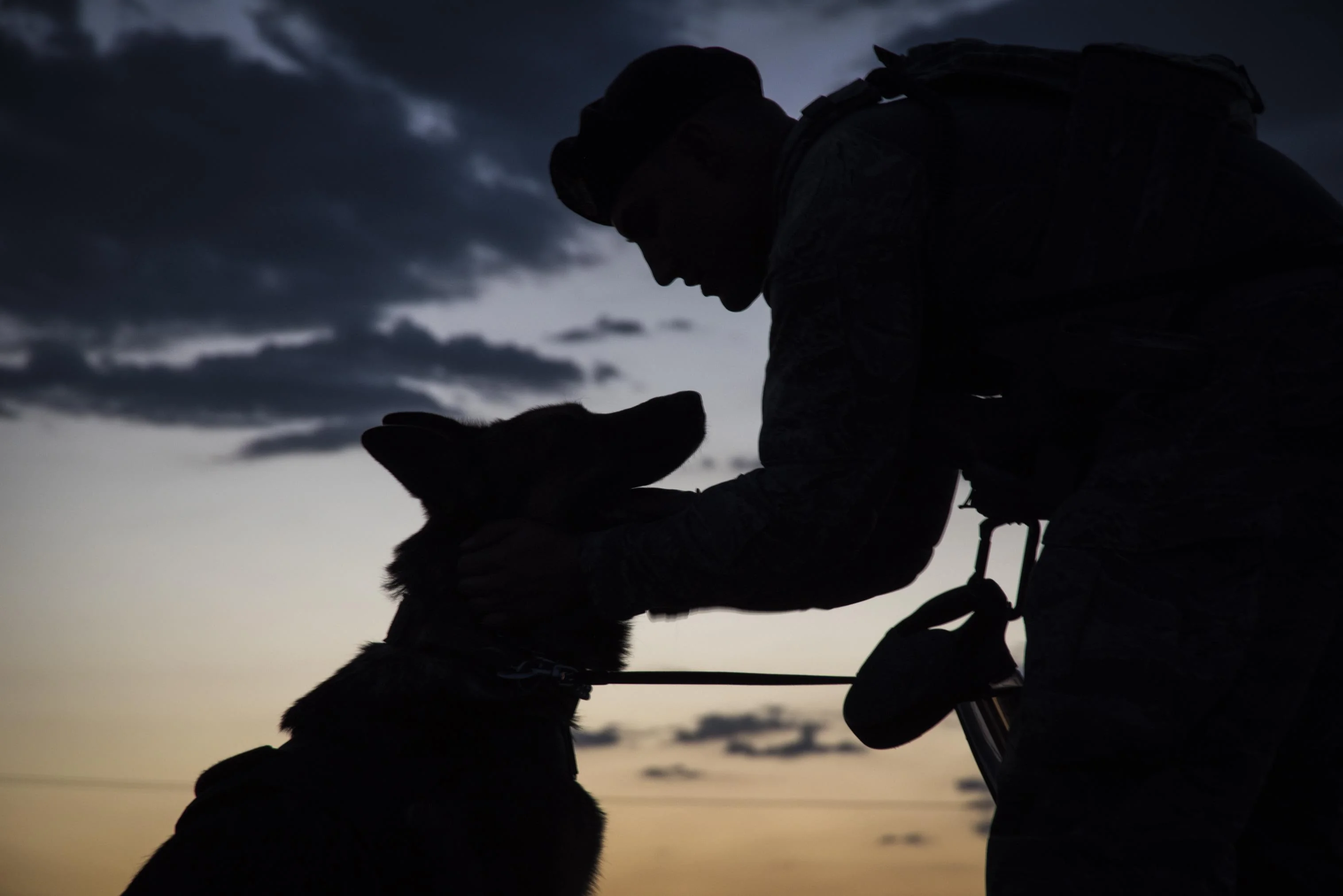 Train Dog to Military Standards