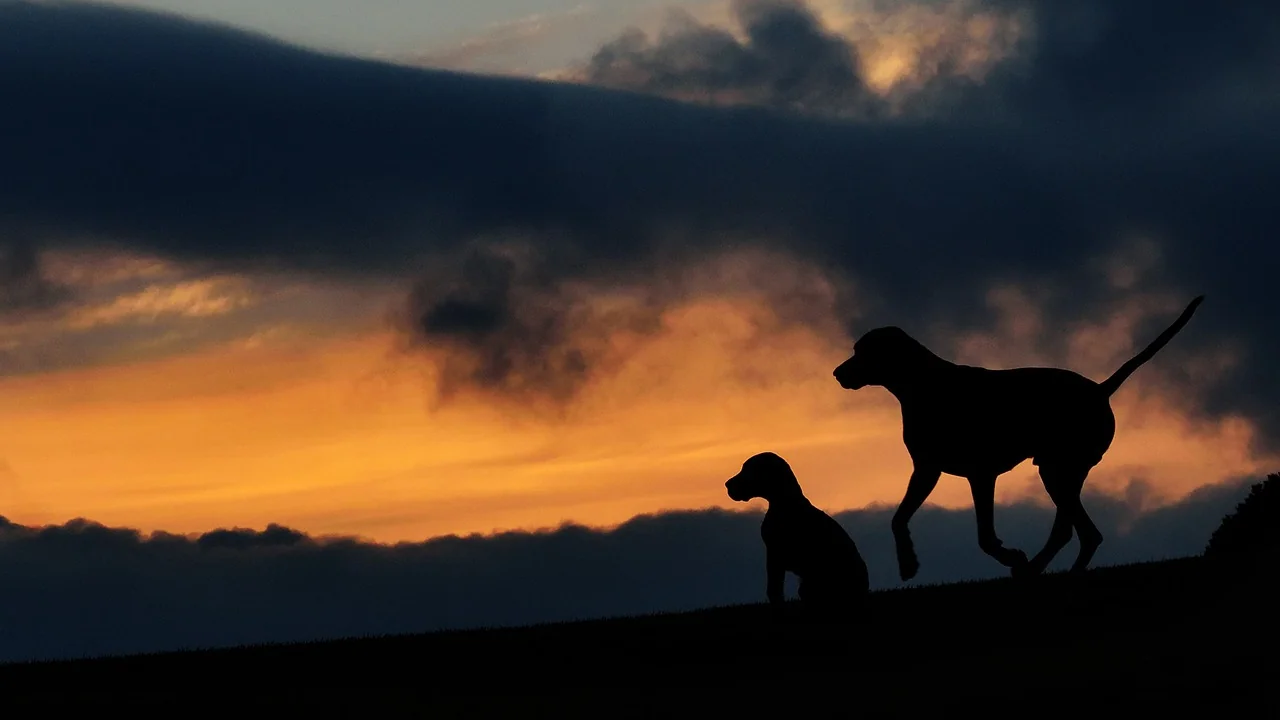 Two dogs silhouetted against an orange sunset